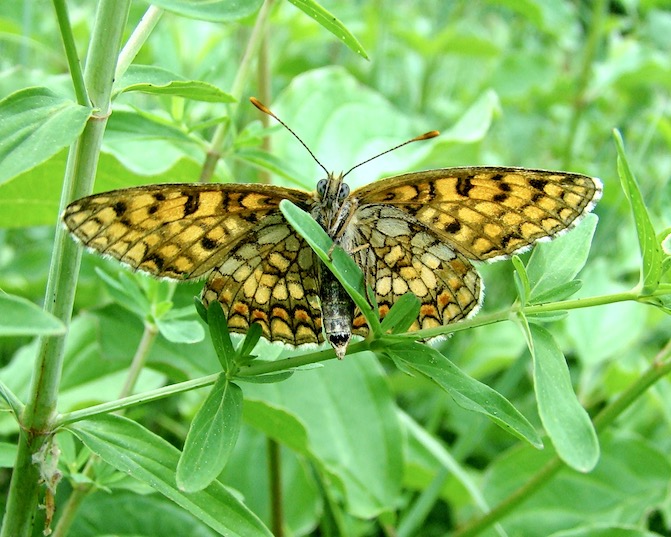 heath fritillary